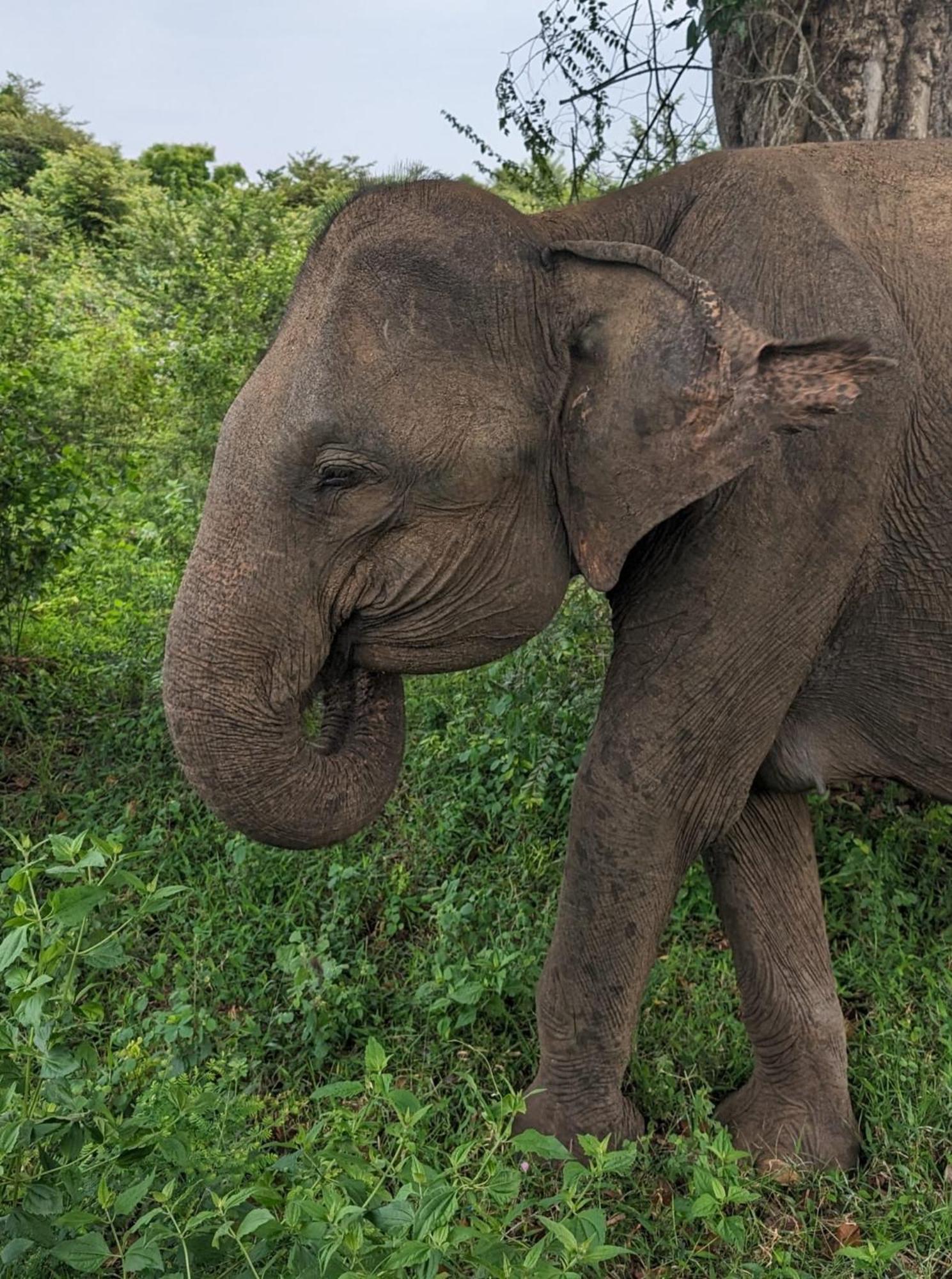Viveka Inn Guest&Yala Safari Tissamaharama Dış mekan fotoğraf