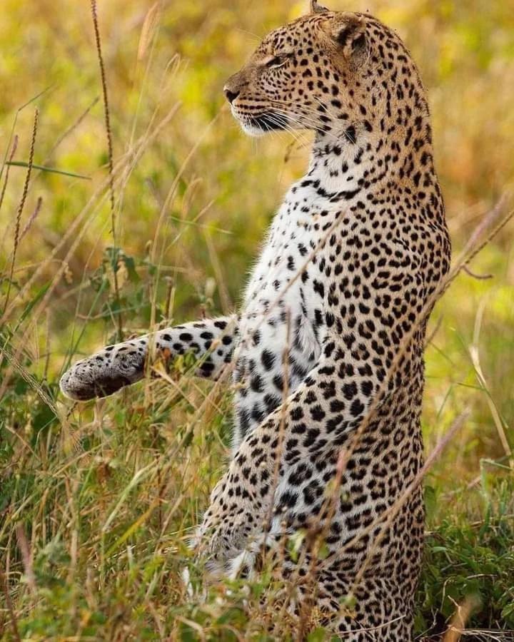 Viveka Inn Guest&Yala Safari Tissamaharama Dış mekan fotoğraf