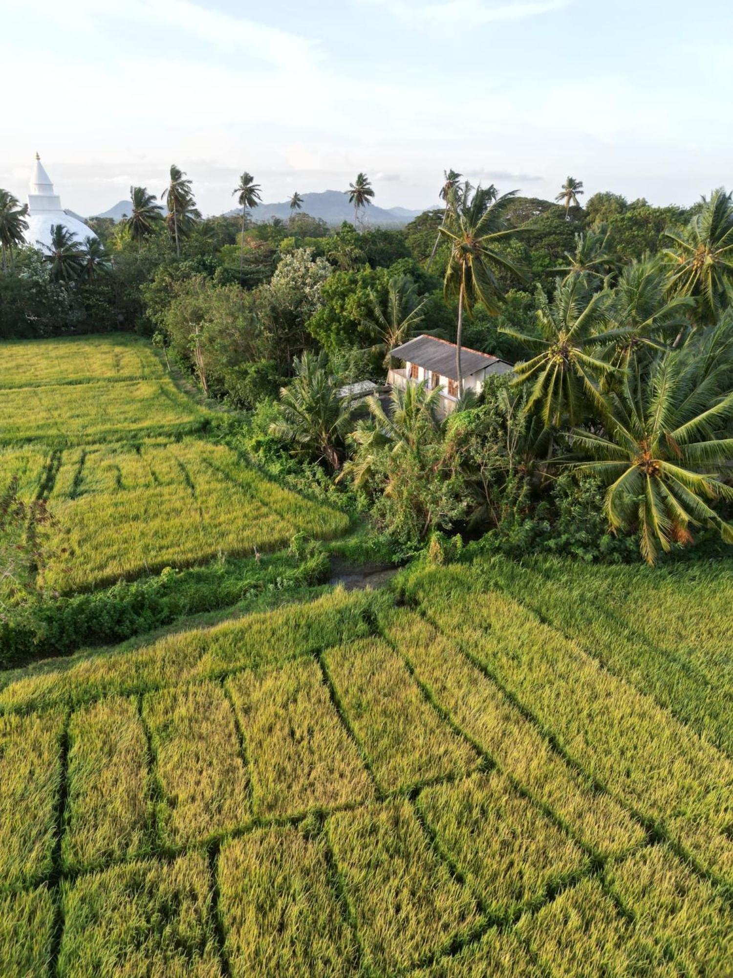 Viveka Inn Guest&Yala Safari Tissamaharama Dış mekan fotoğraf