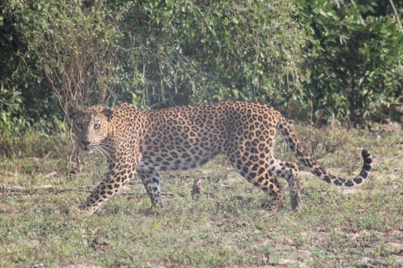Viveka Inn Guest&Yala Safari Tissamaharama Dış mekan fotoğraf