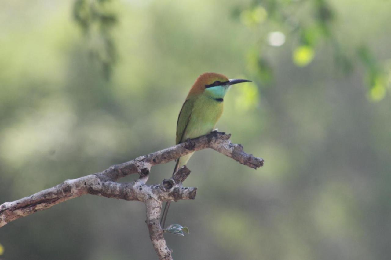 Viveka Inn Guest&Yala Safari Tissamaharama Dış mekan fotoğraf