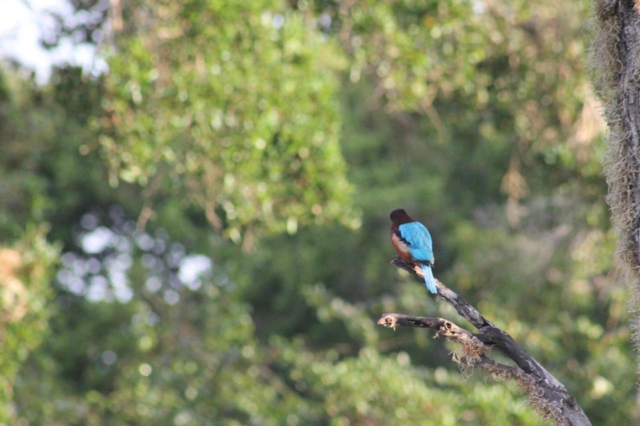 Viveka Inn Guest&Yala Safari Tissamaharama Dış mekan fotoğraf