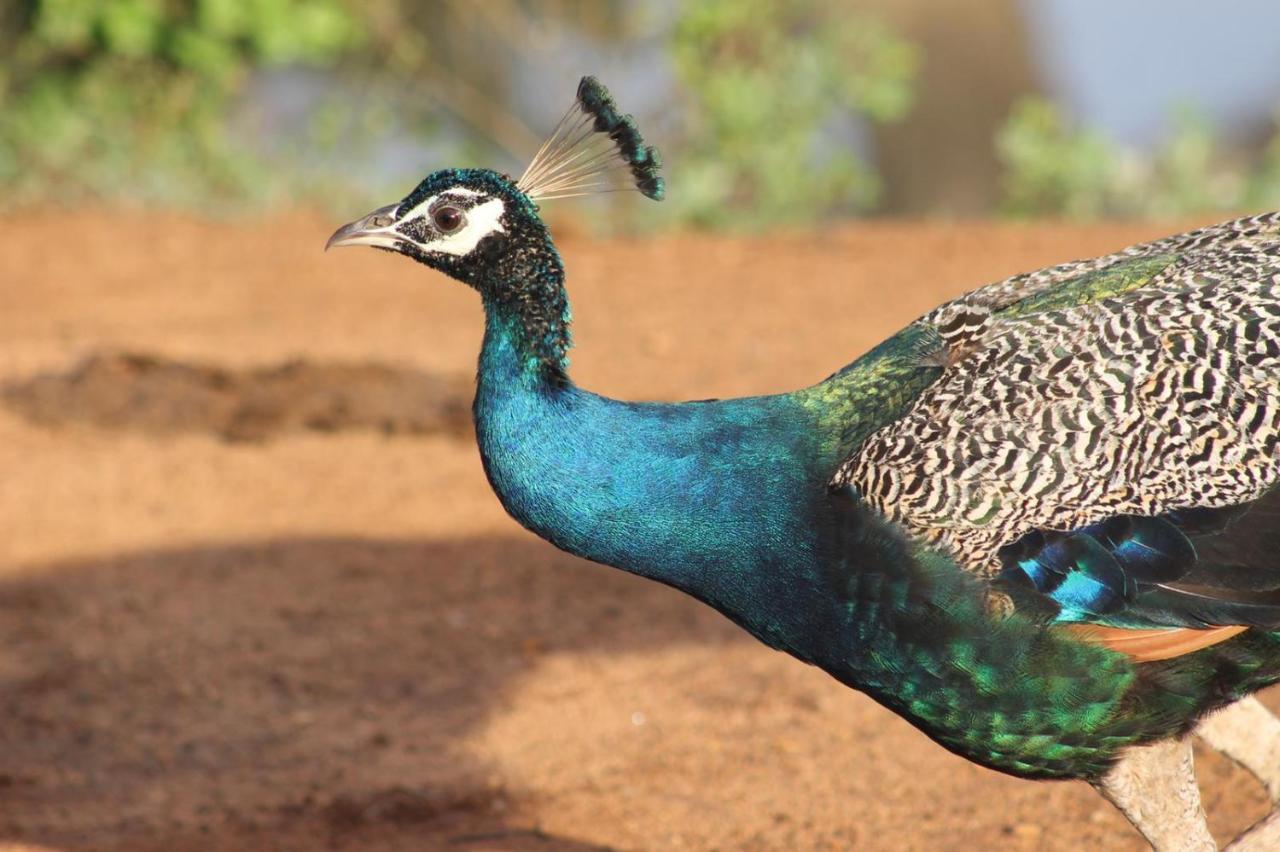 Viveka Inn Guest&Yala Safari Tissamaharama Dış mekan fotoğraf