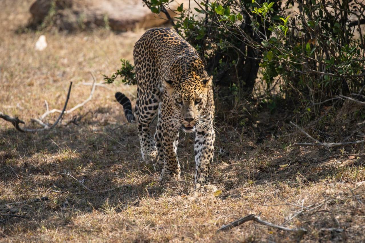 Viveka Inn Guest&Yala Safari Tissamaharama Dış mekan fotoğraf