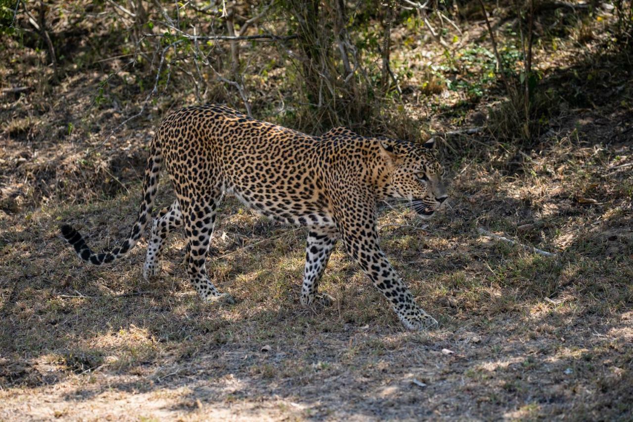 Viveka Inn Guest&Yala Safari Tissamaharama Dış mekan fotoğraf
