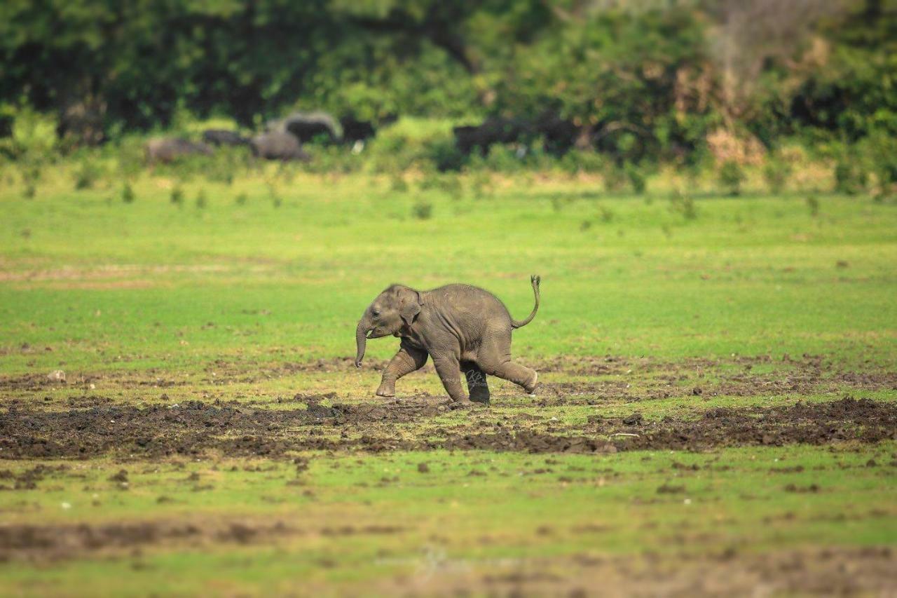 Viveka Inn Guest&Yala Safari Tissamaharama Dış mekan fotoğraf